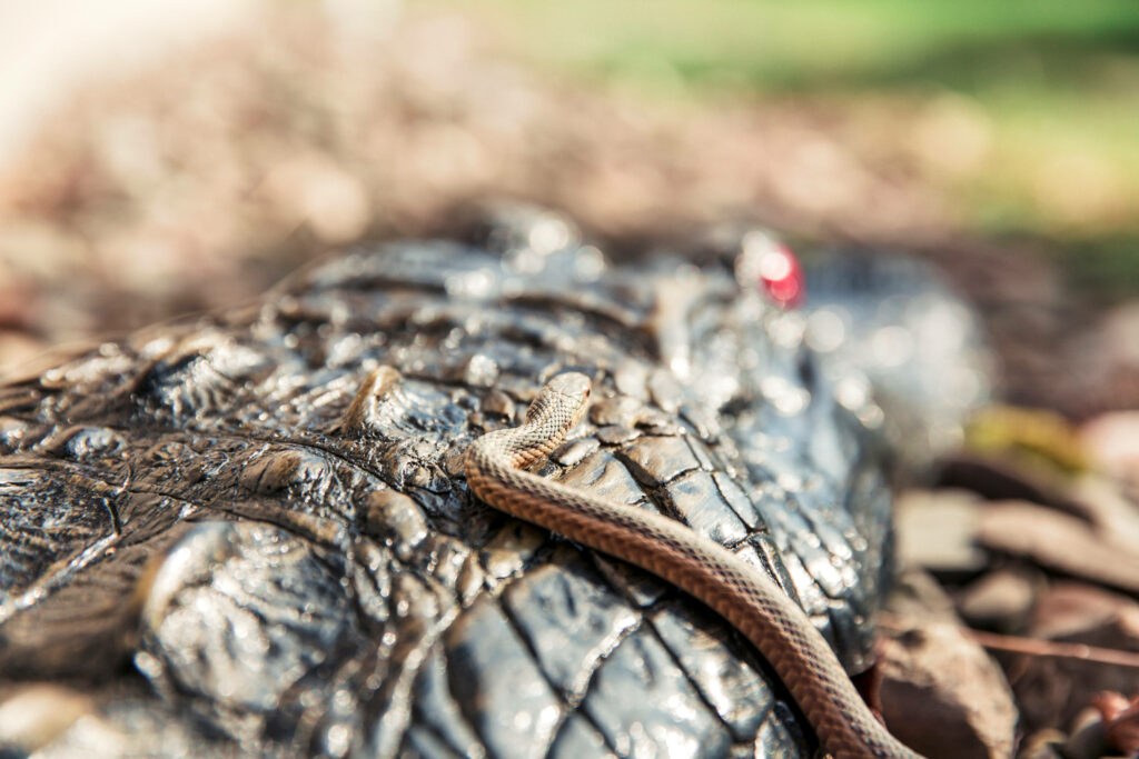 Elegant Brown Snake on Crocodile: Nature Wallpaper Background