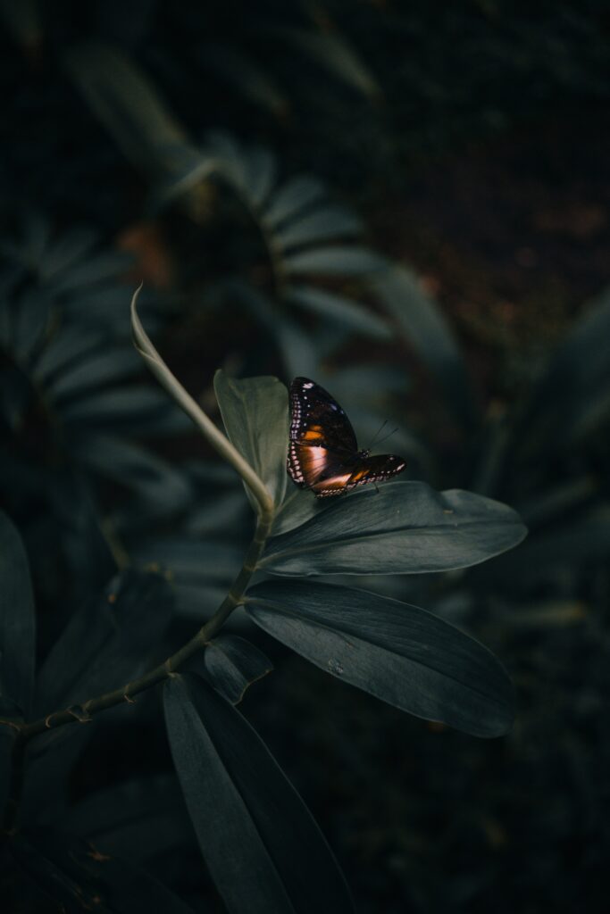 Graceful Butterfly Wallpaper: Intricate Wings & Lush Greenery