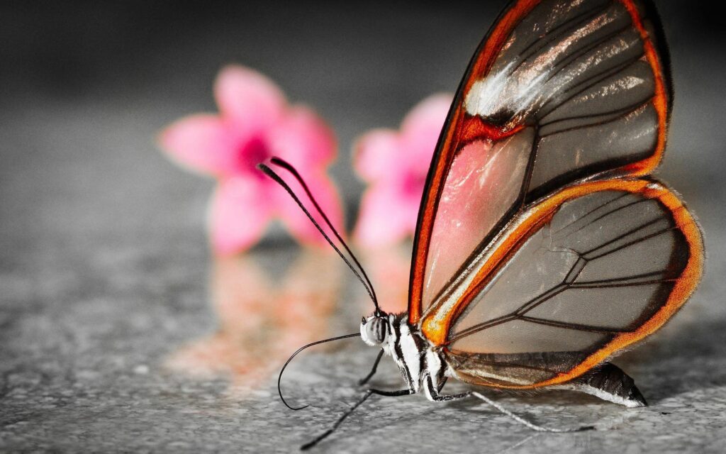 Delicate Butterfly Wallpaper: Close-Up of Transparent Wings & Pink Flowers
