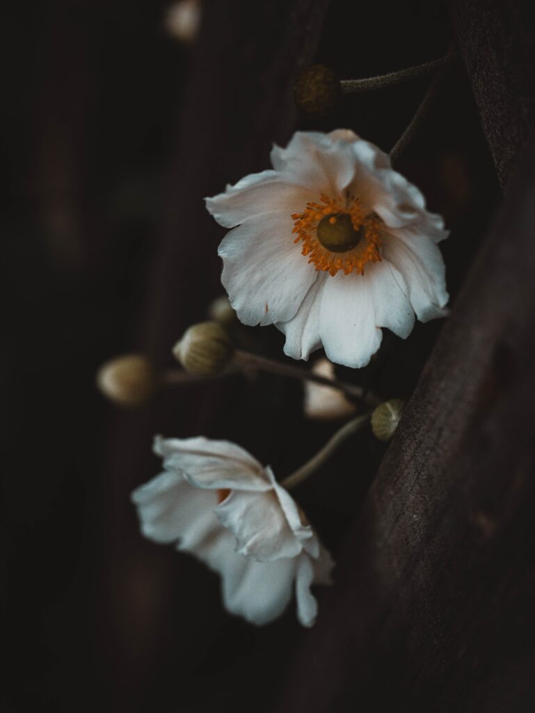 Intricate White Flowers with Yellow Centers - Dark Wallpaper Background