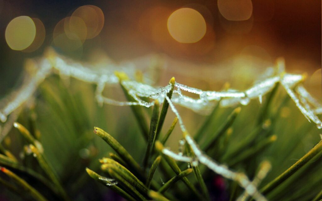 Dewy Spider Web on Grass: Captivating Wallpaper Background