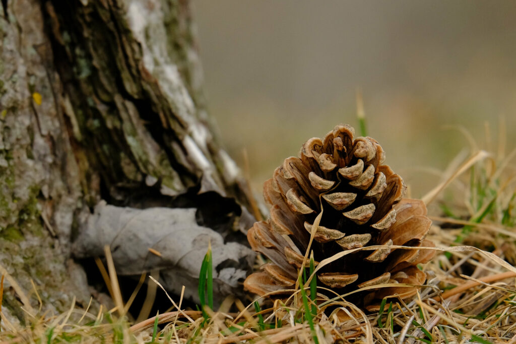 Close-Up Wallpaper: Dry Pine Cone in Grass - Natural Textures