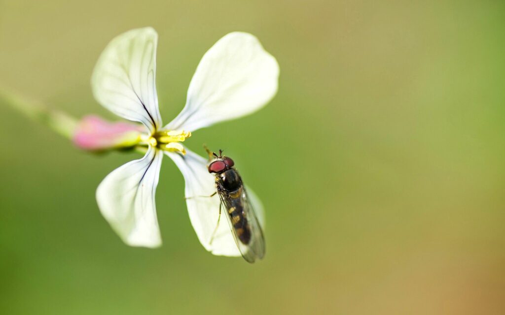 Close-Up Fly on White Flower - Nature Wallpaper Background