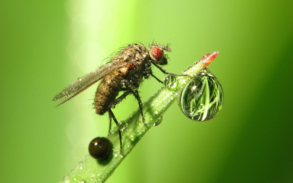 Intricate Fly on Grass: Dew Drop Wallpaper Background
