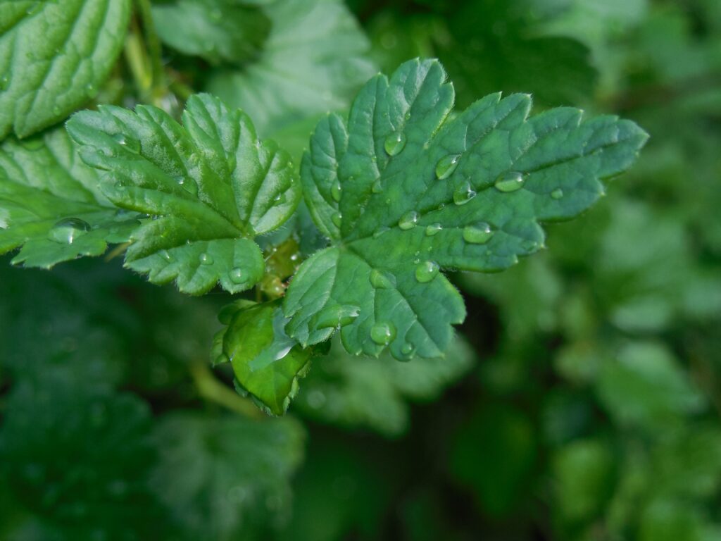 Close-Up Wallpaper of Fresh Green Leaves with Water Droplets