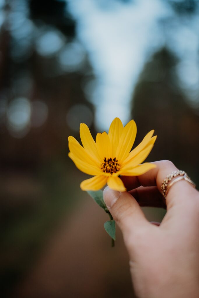 Close-Up of a Hand Holding a Vibrant Yellow Flower Against Soft Background Wallpaper