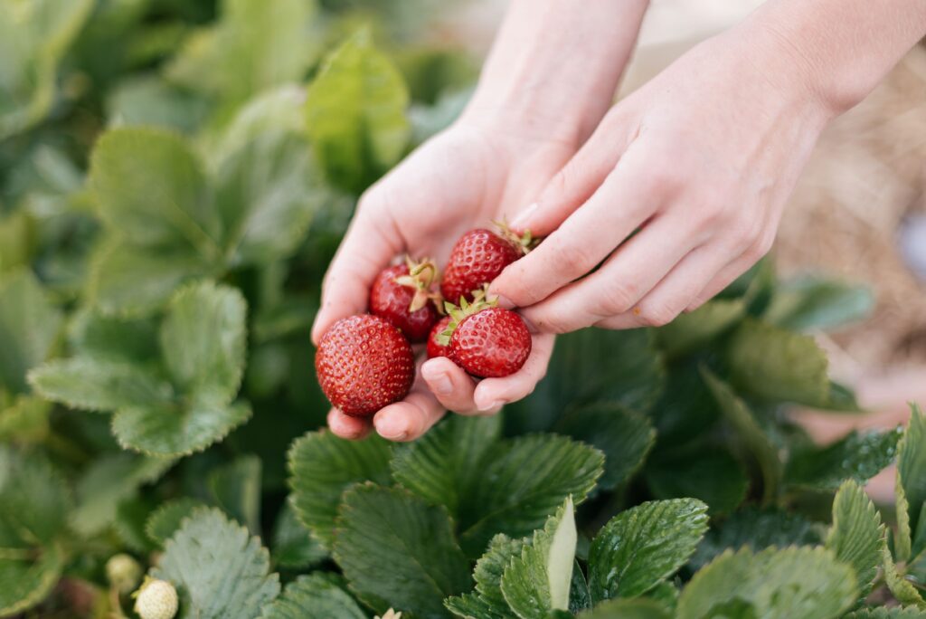 Vibrant Wallpaper: Hands Holding Ripe Red Strawberries with Greenery