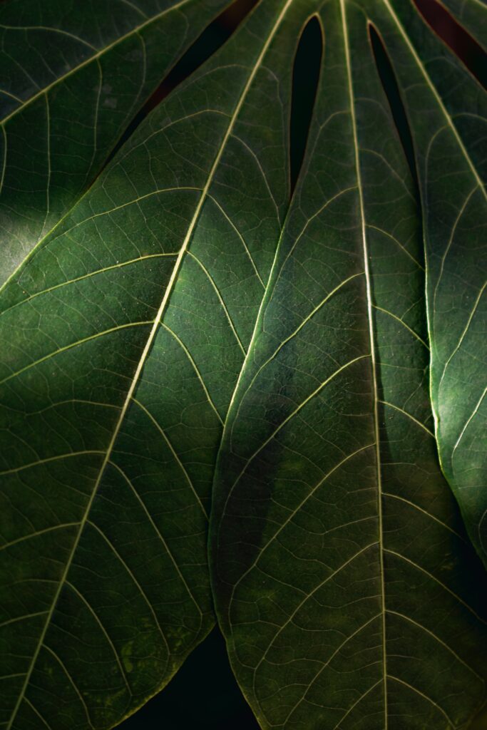 Intricate Green Leaf Veins: Stunning Close-Up Wallpaper Background