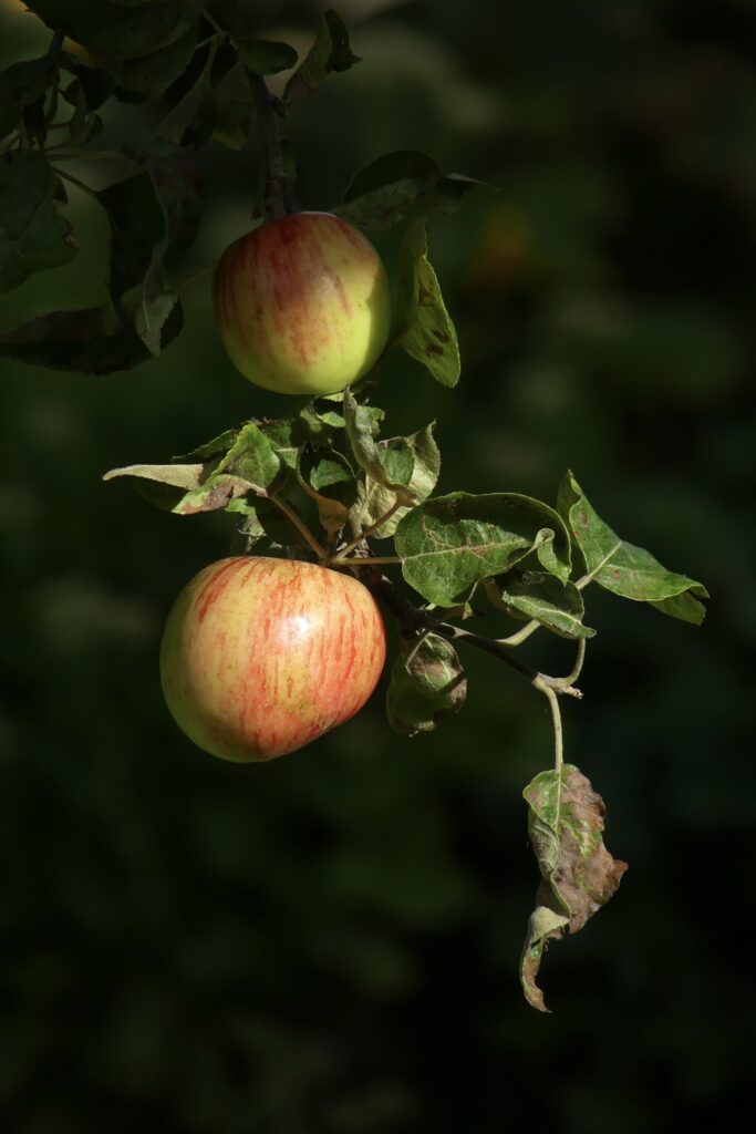 Close-Up Wallpaper of Ripe Apples on Branch - Nature's Colors & Textures