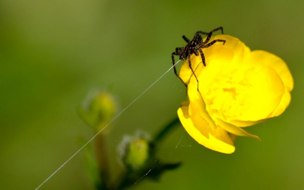 Vibrant Yellow Flower Spider Web Wallpaper Background Close-Up