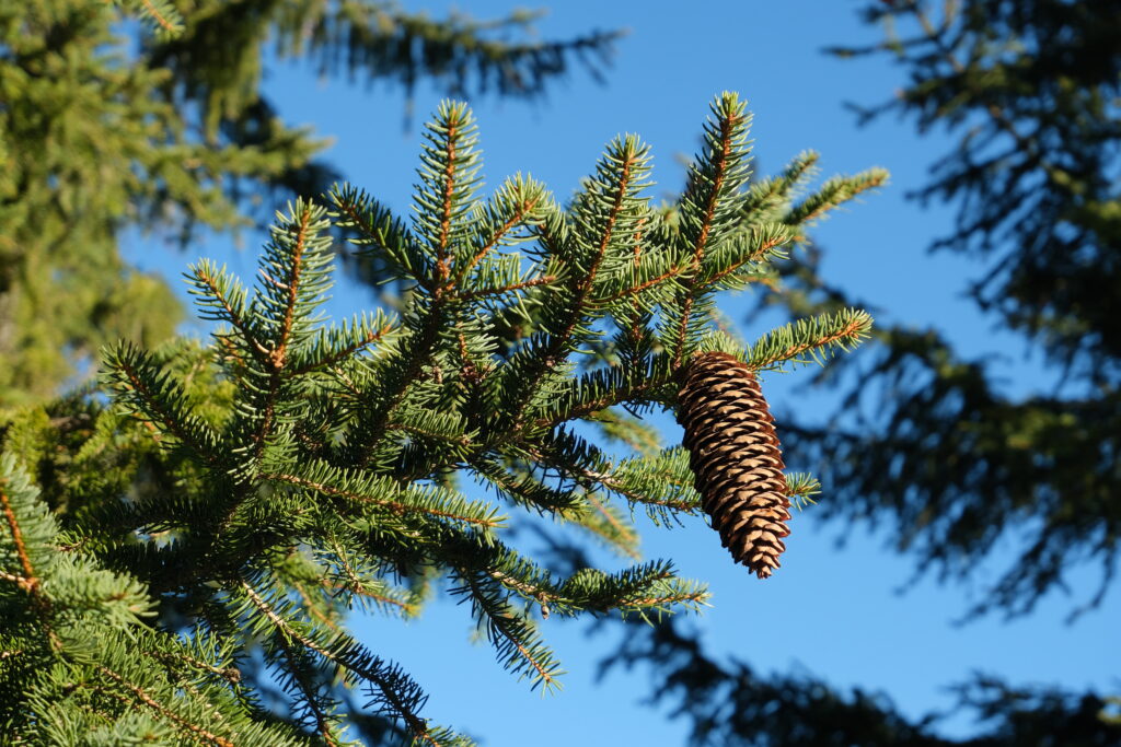 Spruce Branch Wallpaper: Green Needles & Pine Cone Against Blue Sky
