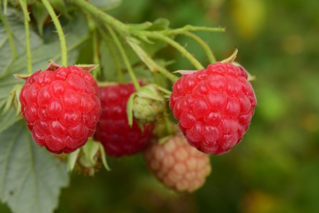 Fresh Red Raspberries Wallpaper: Close-Up with Green Leaves