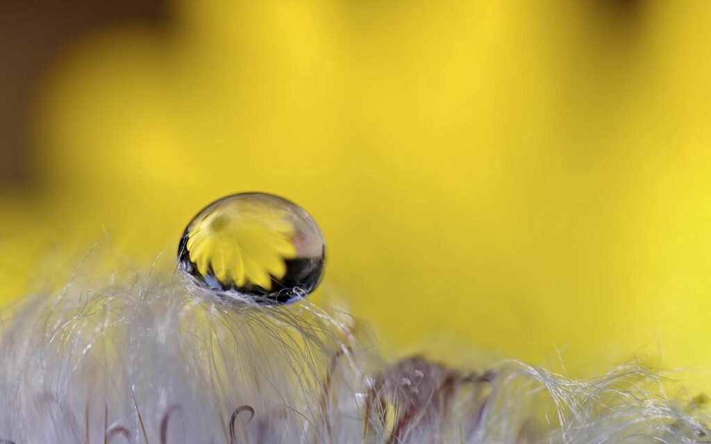 Close-Up Wallpaper: Water Droplet Reflecting Vibrant Yellow Flower