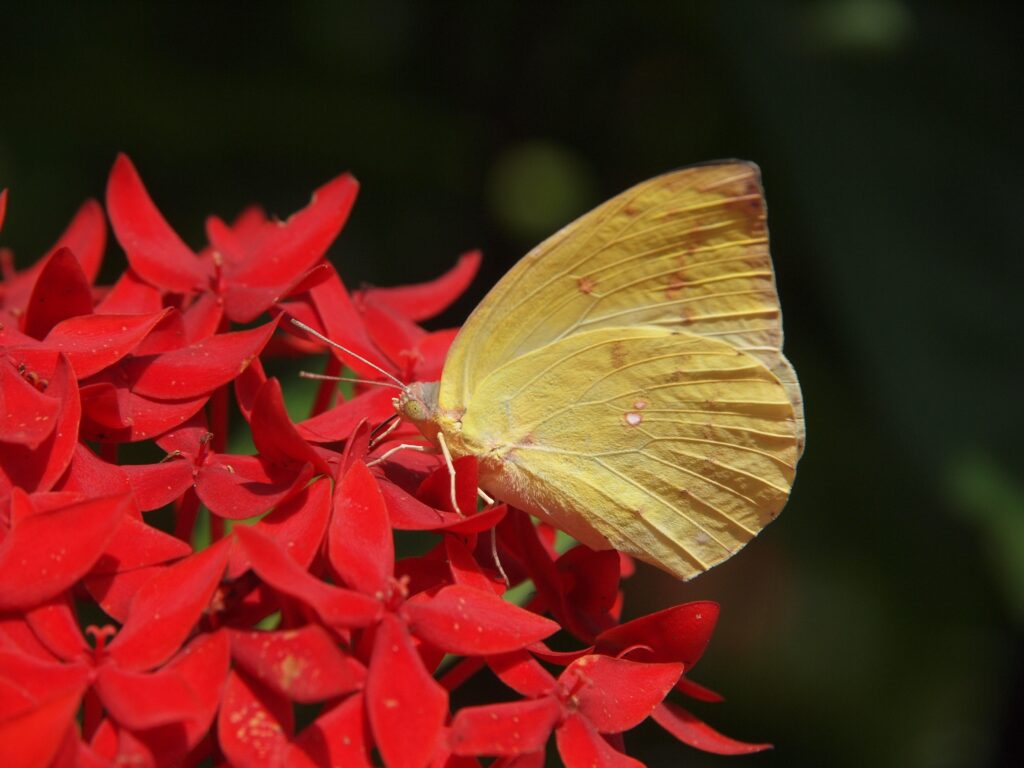 Vibrant Red Flowers & Yellow Butterfly Close-Up Wallpaper Background