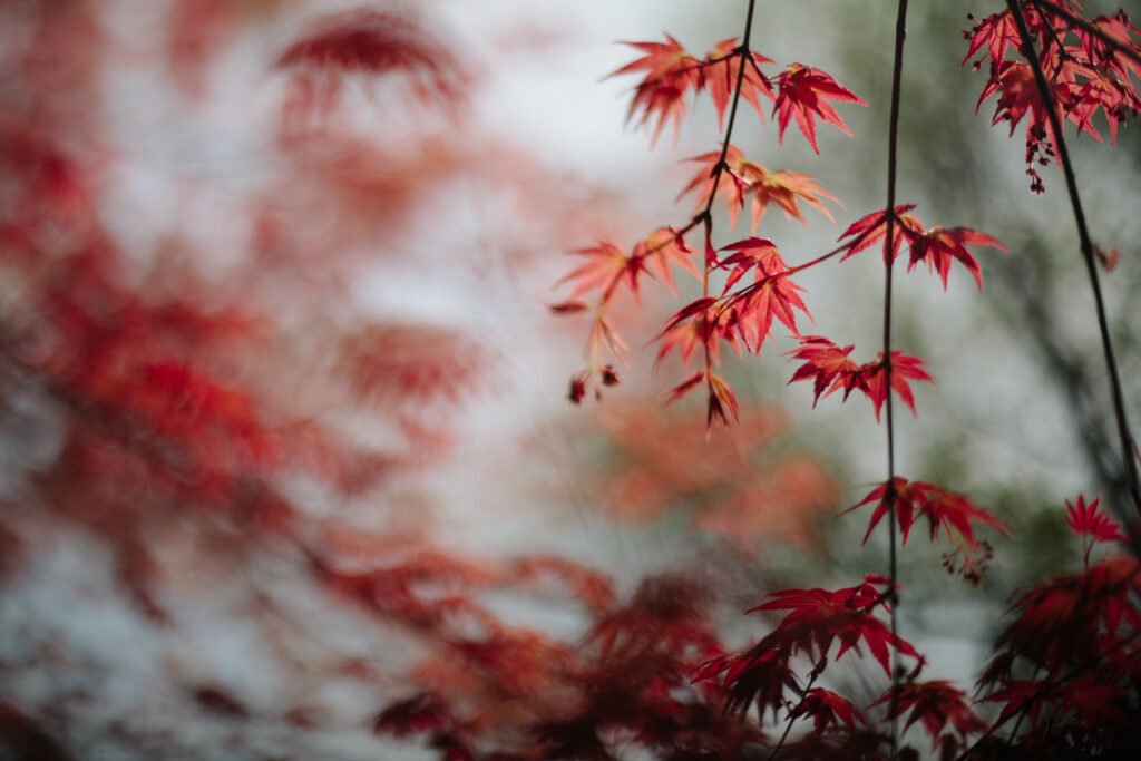 Close-Up Wallpaper of Red Maple Leaves Against a Blurred Background