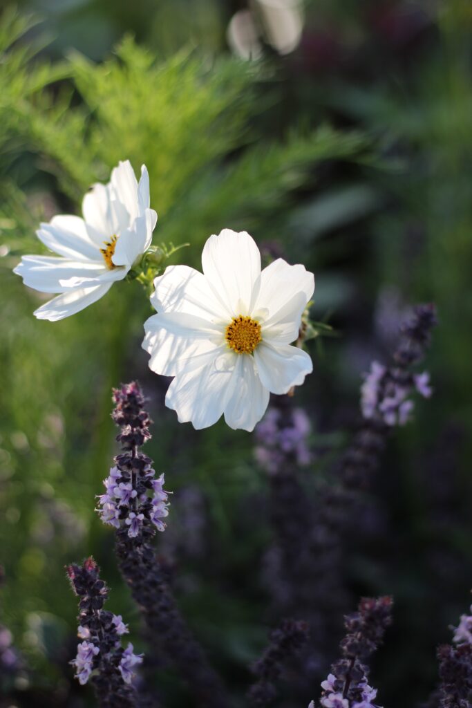 Delicate White Cosmos Flowers on Soft Green Background Wallpaper
