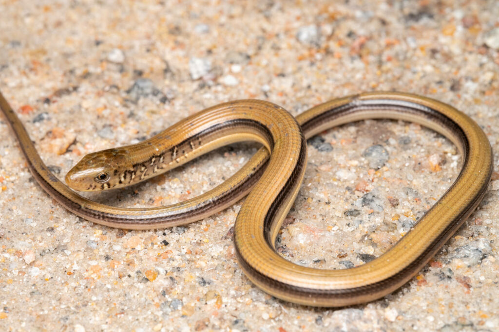 Close-Up Eastern Glass Lizard Wallpaper on Pebbly Surface