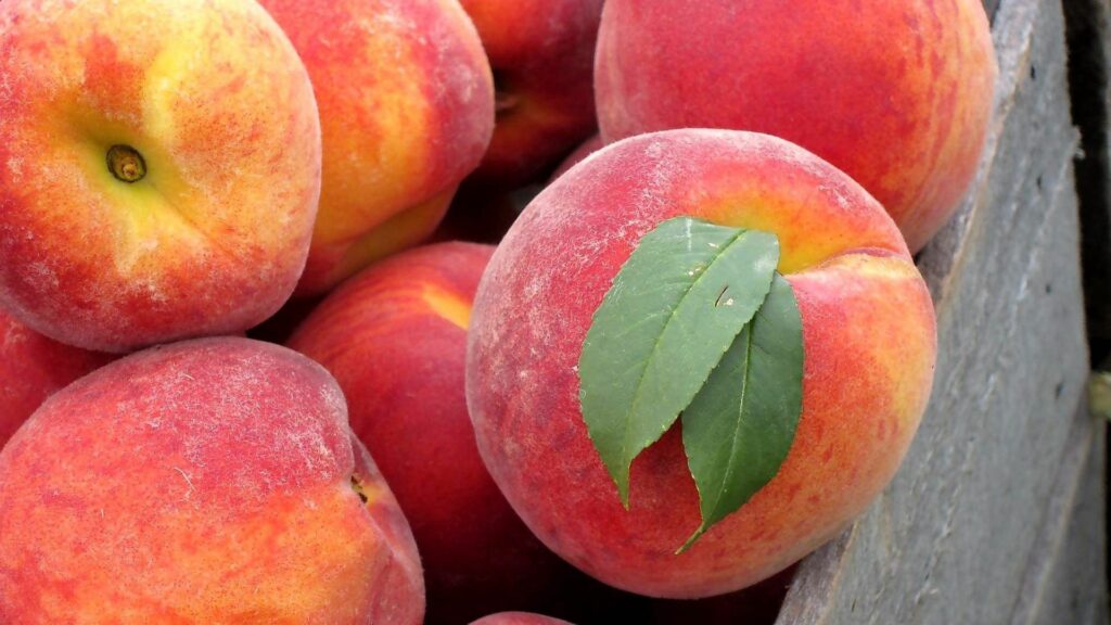 Fresh Peach Wallpaper: Vibrant Red & Yellow Hues with Green Leaves