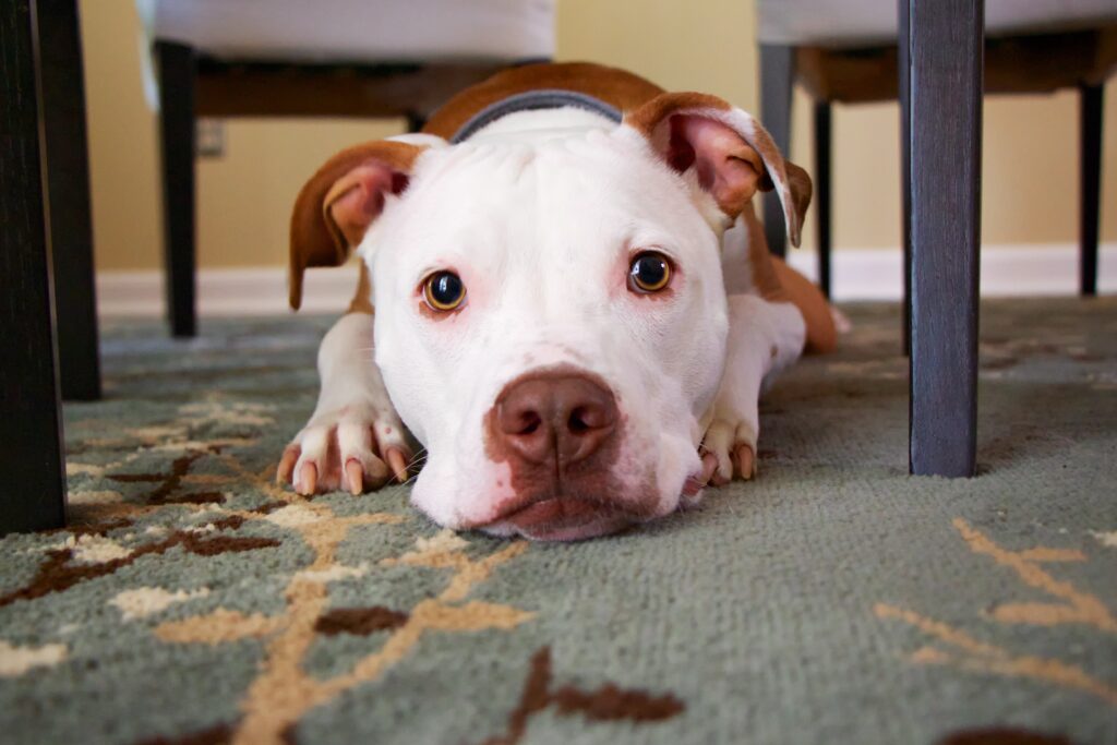 Warm Dog Close-Up on Patterned Rug - Gentle Expression Wallpaper