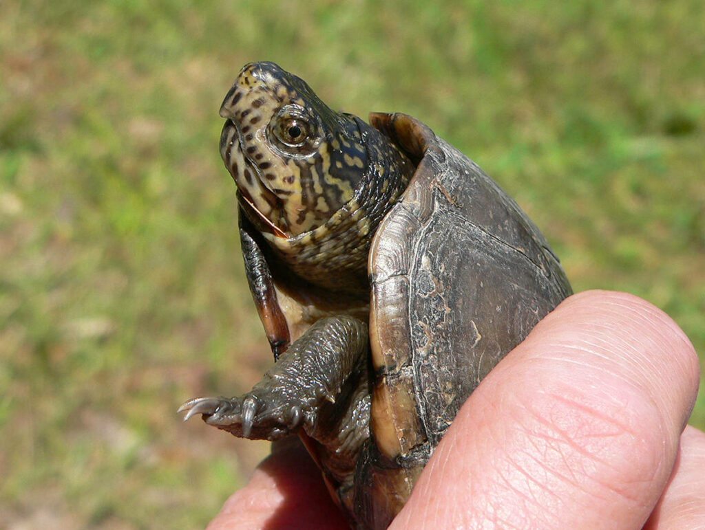 Close-Up of Mud Turtle in Natural Greenery - Detailed Shell Focus Wallpaper