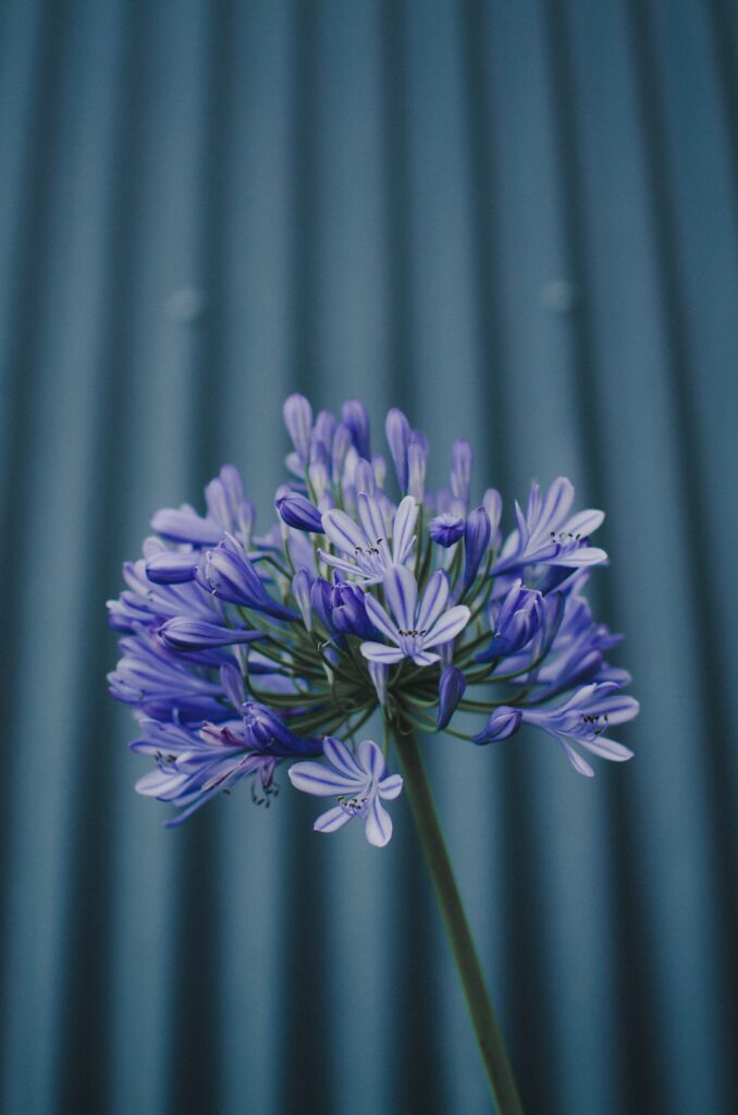 Close-Up Purple Flower Wallpaper with Soft Blurred Background