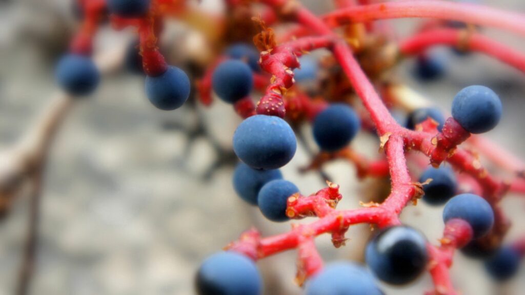 Vibrant Dark Berries Wallpaper: Nature's Beauty in Close-Up