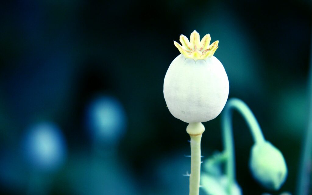Close-Up Poppy Flower Pod Wallpaper on Dark Green Background
