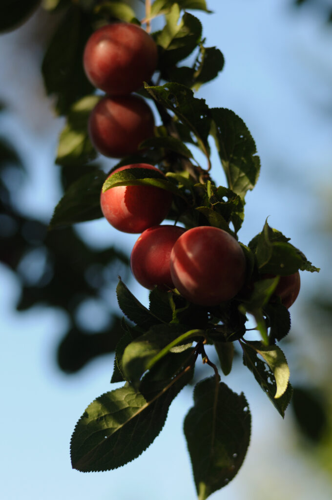 Ripe Red Fruits on Branch - Vibrant Green Leaves Wallpaper Background