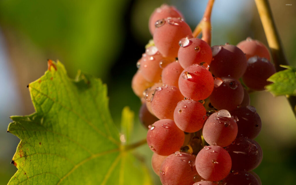 Ripe Red Globe Grapes Wallpaper: Dewy Close-Up on Green Background