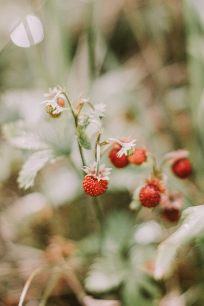 Ripe Red Strawberries Close-Up Wallpaper on Soft Green Background