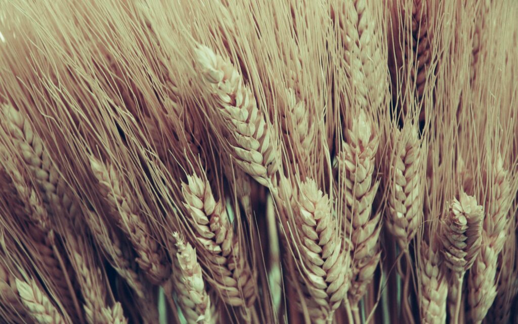 Ripe Wheat Bouquet Wallpaper: Close-Up Floral Background Design