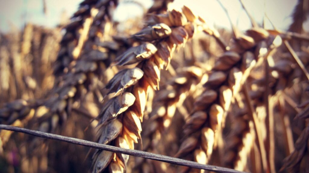 Golden Wheat Ears Wallpaper: Natural Textures in Soft Sunlight