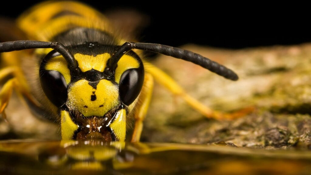 Intricate Striped Wasp Close-Up Wallpaper with Antennae Details