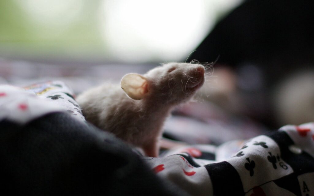 Close-Up of a Curious Rat on Patterned Background Wallpaper