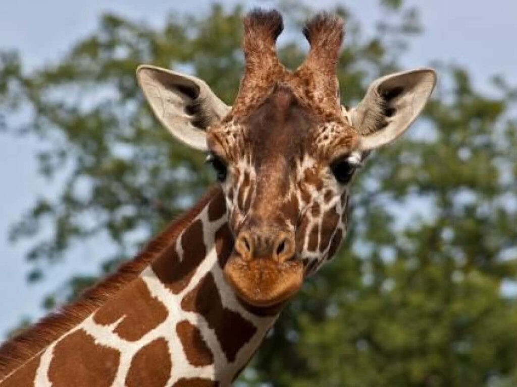 Close-Up Northern Giraffe Wallpaper: Vivid Patterns & Gentle Expression