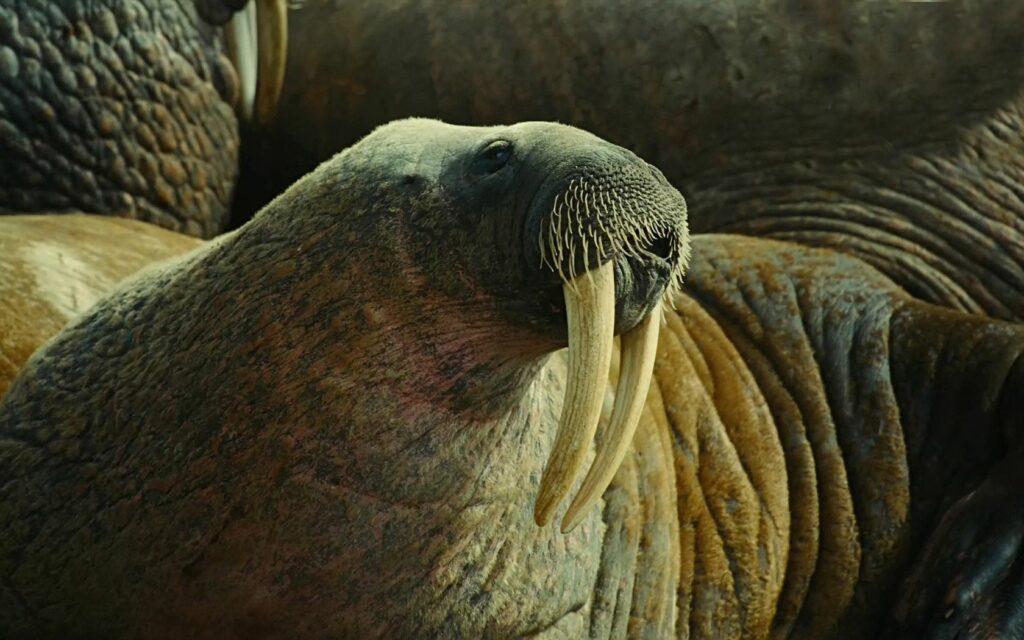 Close-Up of a Walrus: Tusks, Muzzle & Skin Texture Wallpaper