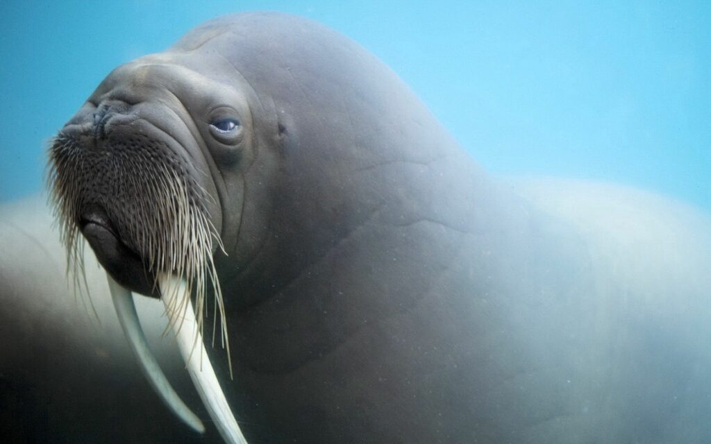 Close-Up Walrus with Tusks: Serene Underwater Wallpaper Background