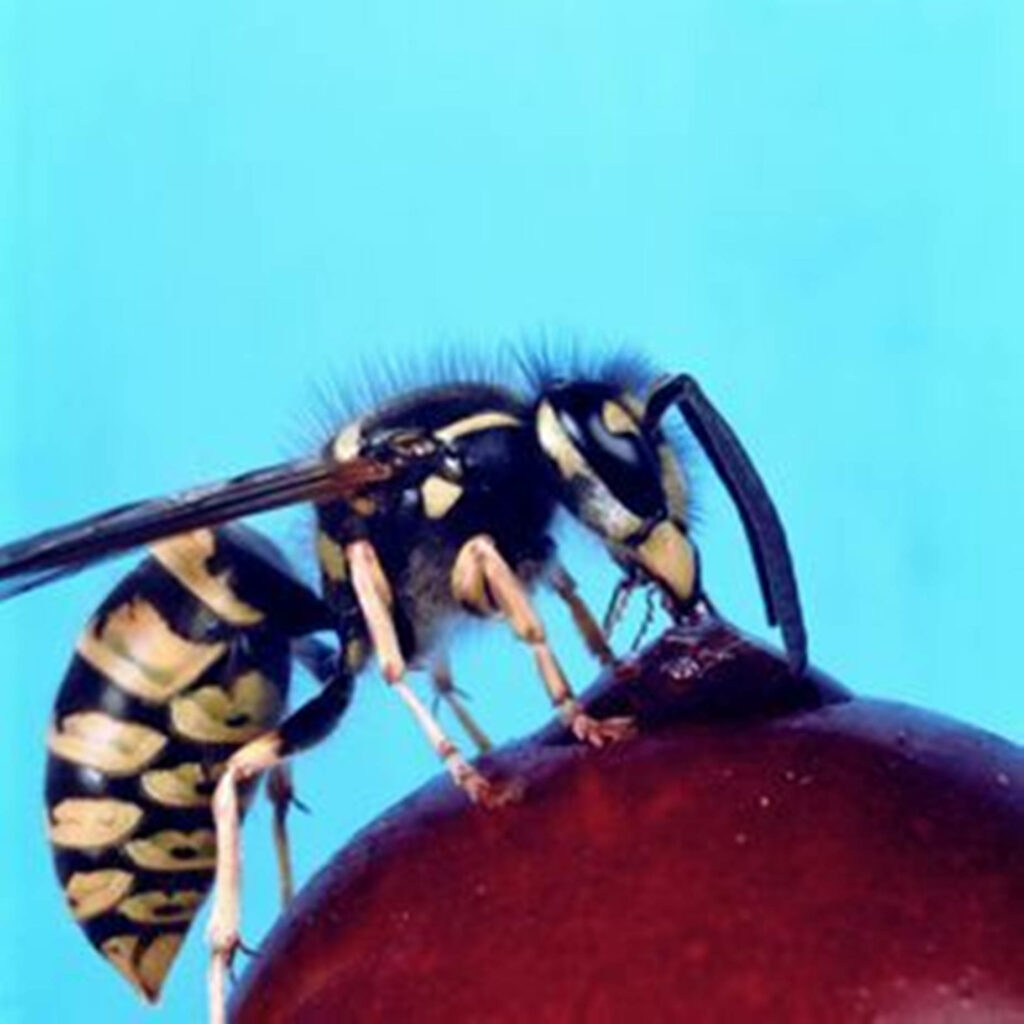 Close-up of a wasp feeding on a ripe apple with vibrant blue background wallpaper design