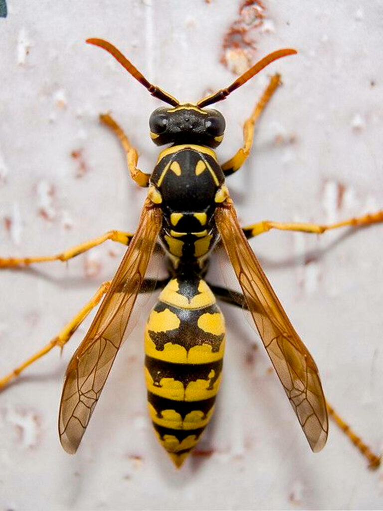 Stunning Close-Up of Wasp: Black & Yellow Patterns Wallpaper