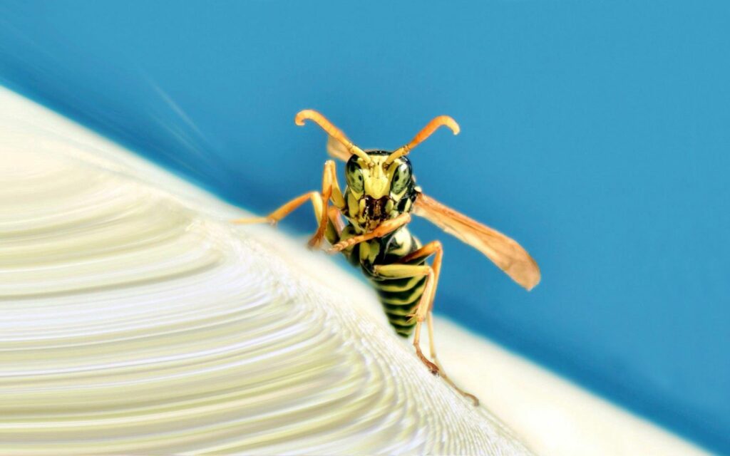 Close-Up Wasp Wallpaper: Striped, Translucent Wings & Soft Background