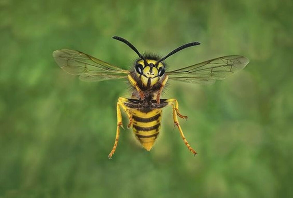 Close up of a wasp with transparent wings on a soft green blurred background wallpaper