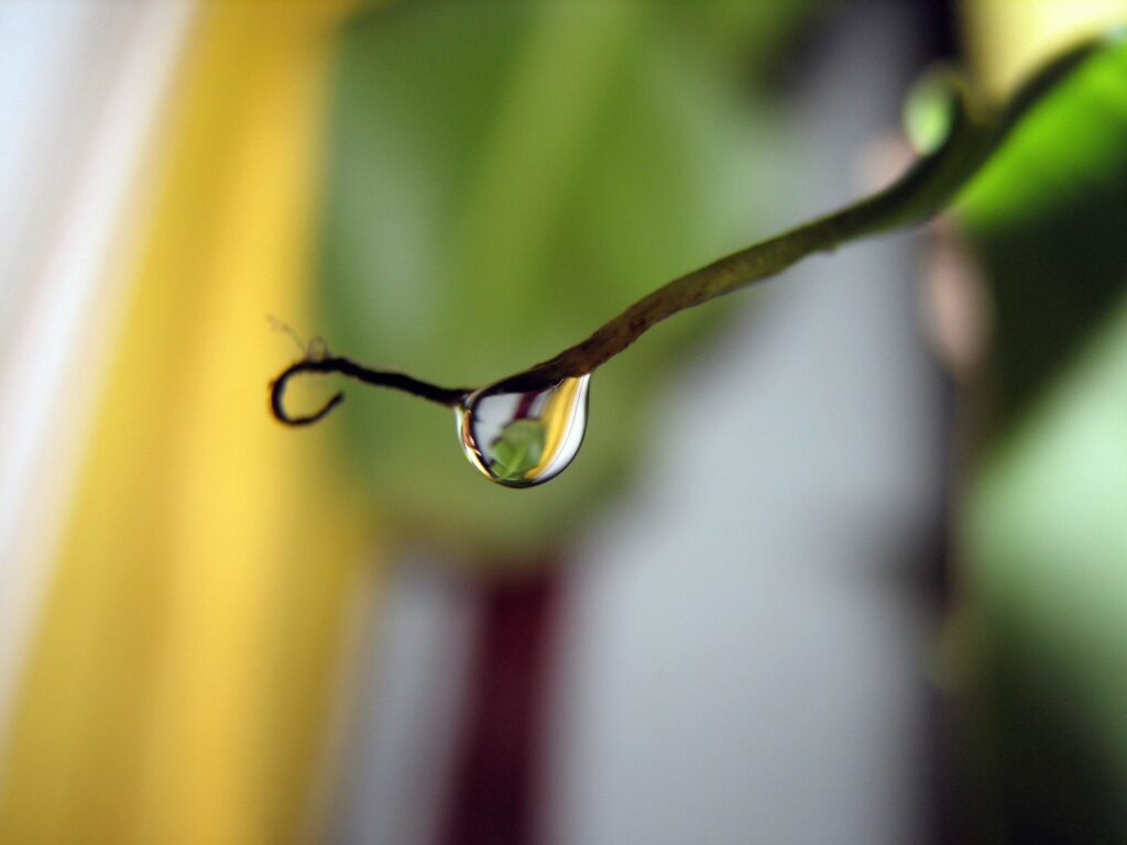 Close-Up Water Droplet Wallpaper: Light Reflection on Greenery