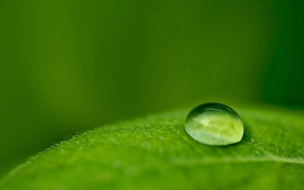 Vibrant Green Leaf with Water Droplet - Nature Wallpaper Background