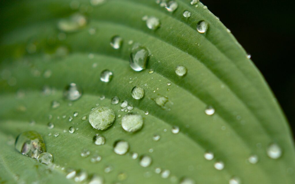 Close-Up Water Droplets on Green Leaf - Nature Background Wallpaper