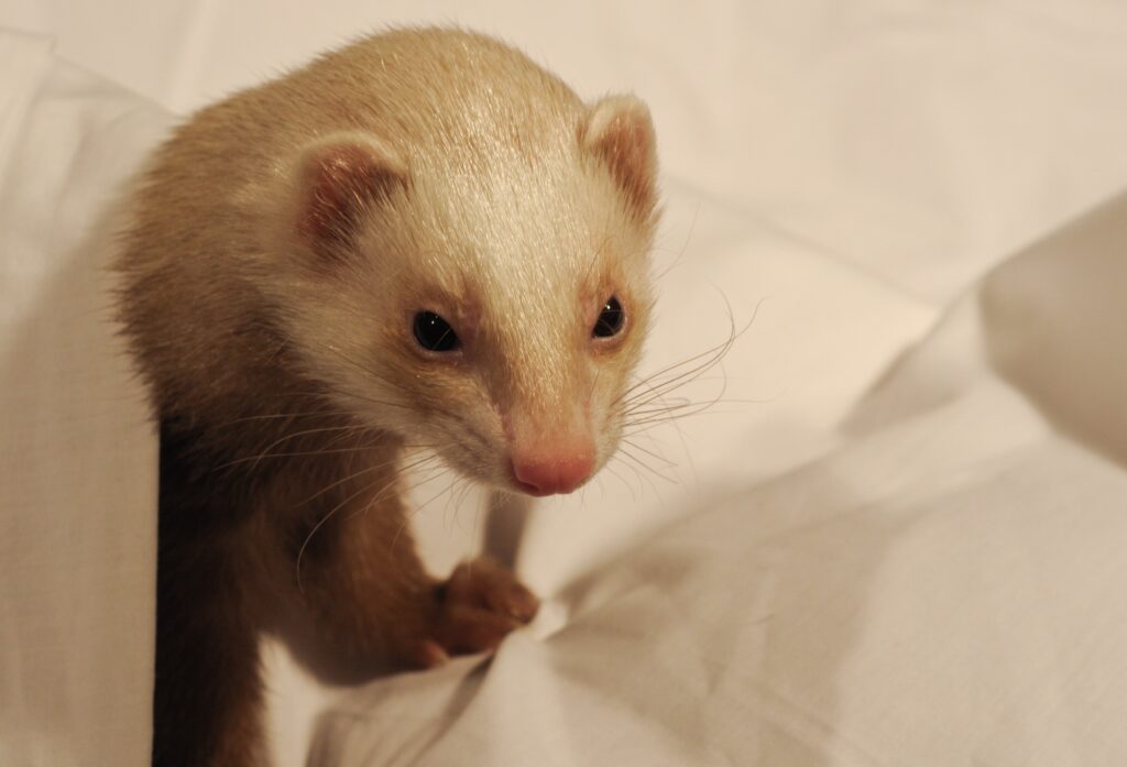 Curious Weasel Close-Up: Soft Fur & Delicate Whiskers Wallpaper