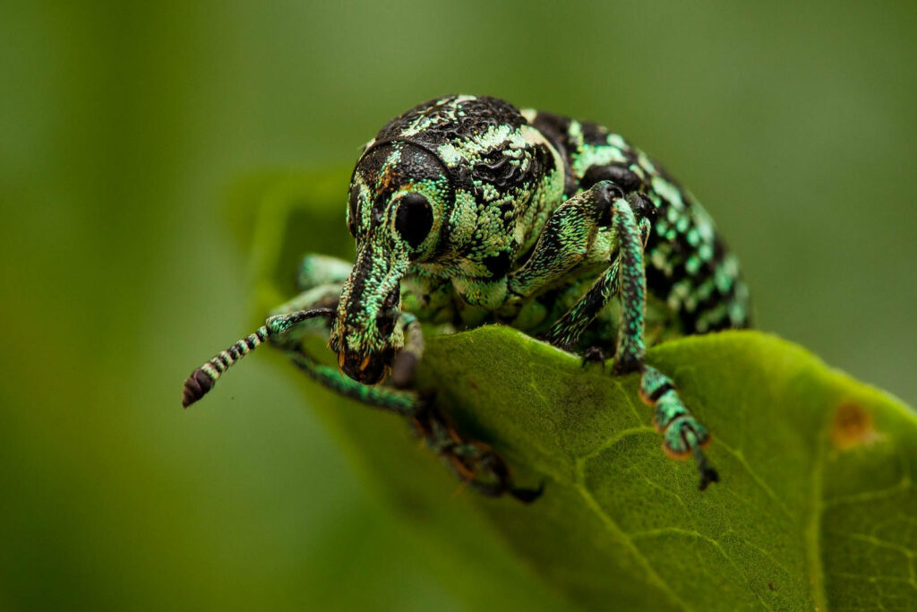 Close-Up Weevil Beetle on Leaf: Nature's Intricate Details Wallpaper