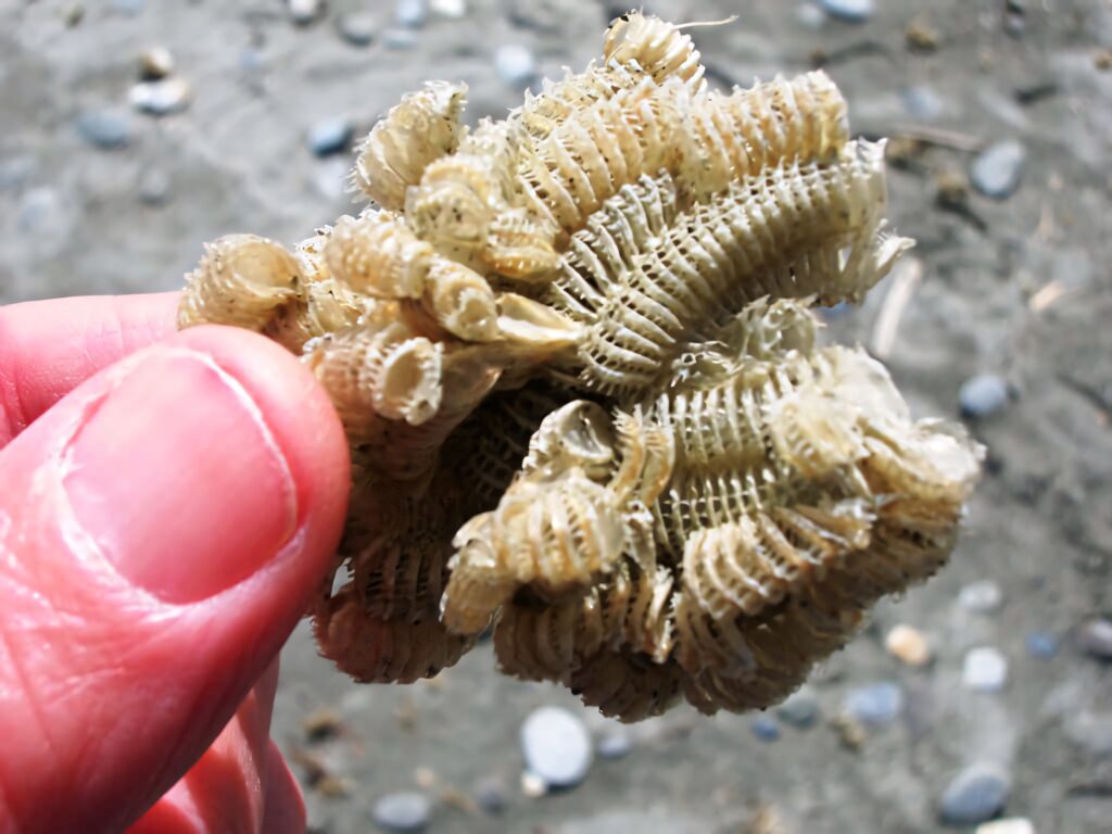 Close-up of clustered pale beige whelk egg cases with ribbed textures on sandy beach background Wallpaper