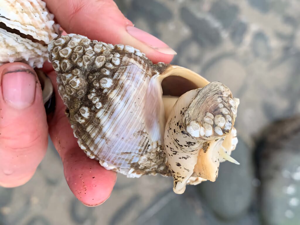 Close-up of whelk shell in hand showing detailed textures and natural marine patterns wallpaper
