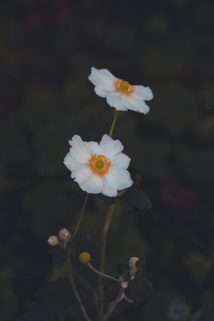 Close-Up of Delicate White Anemone Flowers on Dark Background Wallpaper