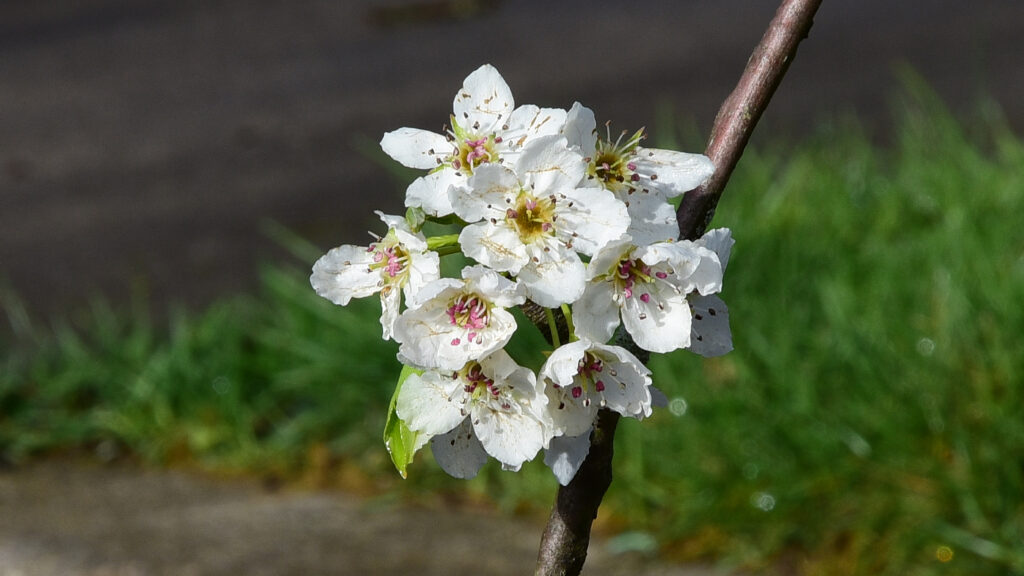 Delicate White Blossoms on Branch - Spring Wallpaper Background